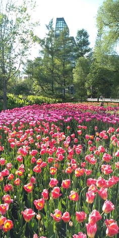 a field full of pink and yellow flowers in front of a tall building on a sunny day