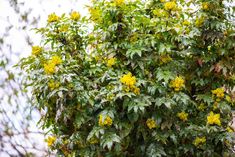 yellow flowers are blooming on the tree