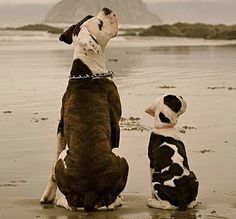 two dogs are sitting on the beach and one is looking up at something in the sky