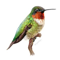 a drawing of a hummingbird sitting on a branch