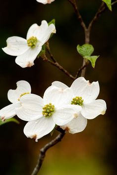 white dogwood flowers blooming on a tree branch