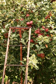 an old ladder is in front of a tree full of apples