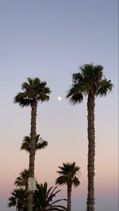 three palm trees with the moon in the background