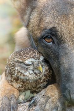 a dog is hugging an owl on the back of it's head with its eyes closed