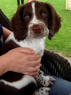 a person holding a brown and white dog in their lap