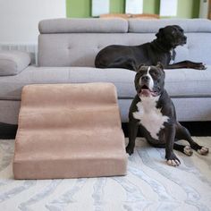 two dogs are sitting on the floor in front of a couch and stairs that lead up to them