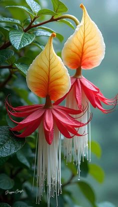 two red and yellow flowers hanging from a tree branch with green leaves in the background