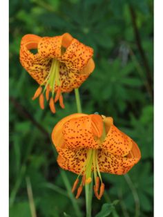 two orange flowers with black spots on them in front of some green leaves and bushes