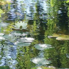 a white flower floating on top of a pond filled with water lilies and leaves