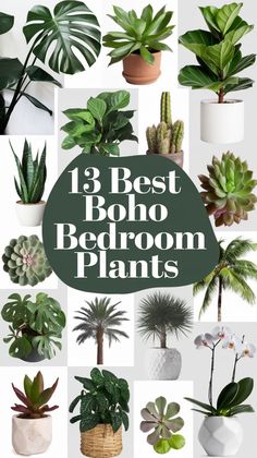 the best boho bedroom plants to grow in your home or office, including houseplants and succulents