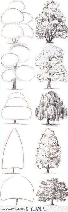 the different types of trees and their shapes are shown in this drawing lesson for kids