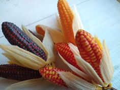 corn on the cob is arranged in different colors