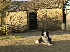 a black and white dog sitting in front of a stone building with a barn behind it