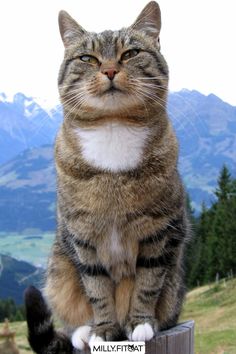 a cat sitting on top of a wooden post in the middle of a mountain range