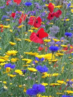 a field full of colorful flowers and wildflowers