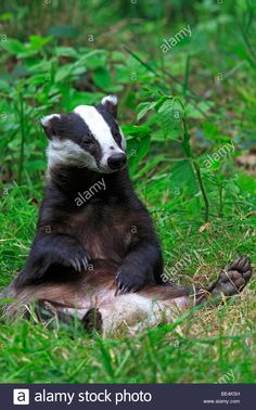 a badger sitting on its back in the grass - stock image