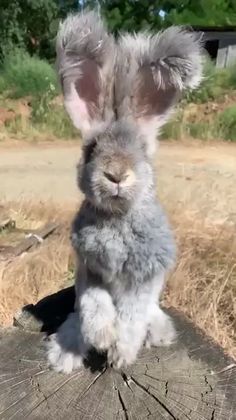 a small rabbit sitting on top of a tree stump