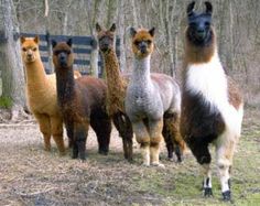 four alpacas standing in front of a wooden fence with trees behind them and text that reads, the four alpacas of the alpacalyse