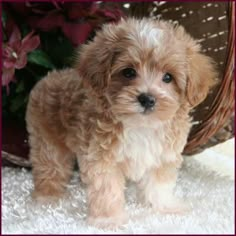 a small brown and white dog sitting on top of a rug