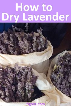 lavender flowers in bags with text overlay how to dry lavender