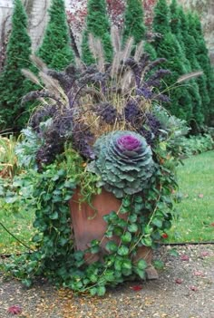 a potted plant with purple flowers and greenery