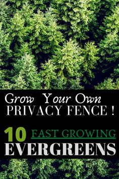 trees with the words grow your own privacy fence 10 east growing evergreens