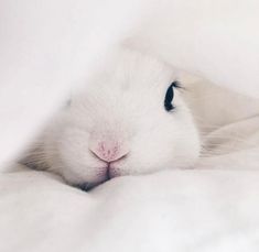 a close up of a small white animal laying on top of a bed covered in blankets