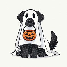 a black and white dog with a pumpkin in its mouth