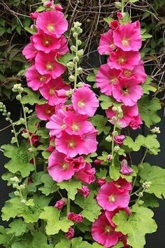 pink flowers are growing on the side of a black wall in front of green leaves