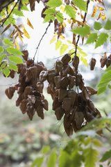 some leaves and nuts hanging from a tree