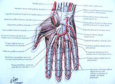 diagram of the hand and wrist muscles with labels on each arm, labeled in red