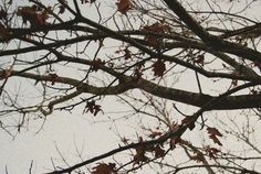 a bird perched on top of a tree branch with leaves in the foreground and sky in the background