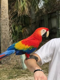 a man holding a colorful parrot on his arm