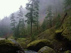 a stream running through a forest filled with lots of green mossy rocks and trees