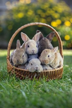 a basket full of rabbits sitting in the grass