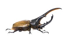 the beetle is standing on its hind legs and it's long, black body