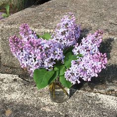 purple flowers are in a glass vase on the ground