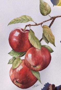 a painting of apples on a branch with leaves