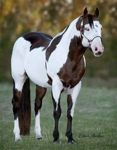 a brown and white horse standing on top of a lush green field