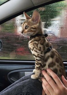 a person holding a cat in their lap while sitting in the driver's seat