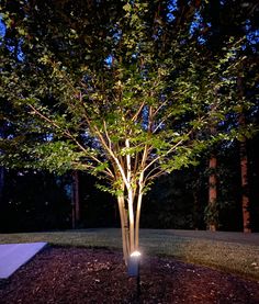 a lighted tree in the middle of a park