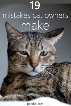 a close up of a cat with the caption saying, 19 misstakes cat owners make