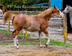 two horses standing next to each other in an enclosed area with grass and dirt on the ground