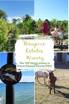 the top family winery in prince edward county pec