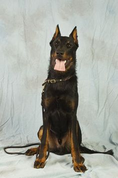 a black and brown dog sitting on top of a white sheet with its tongue hanging out