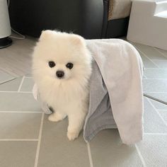 a small white dog is wrapped in a blanket