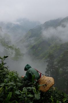 a person picking tea leaves from a bush in the foggy forest with mountains in the background