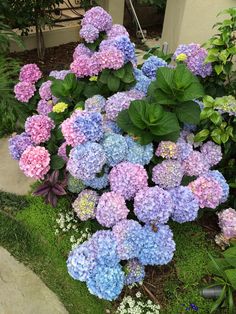 some purple and blue flowers in the grass