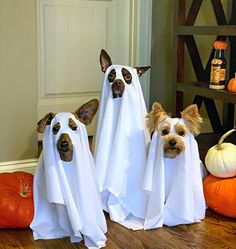 two dogs dressed up as ghostes with pumpkins in the foreground and another dog standing behind them