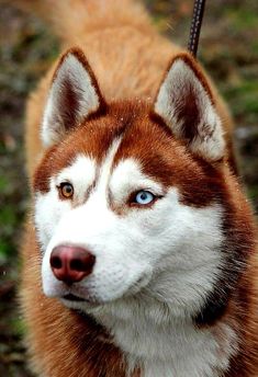 a brown and white husky dog with blue eyes looking at the camera while standing on grass